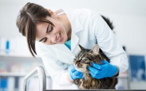 veterinario gatto