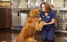 veterinario cane