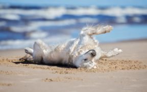 cane spiaggia