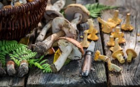 funghi
