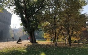 Milano alberi sforzesco