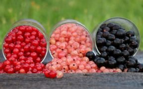 ribes
