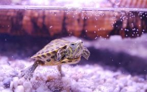 tartaruga d'acqua