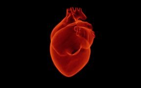 cuore