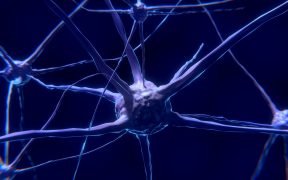 neuroni