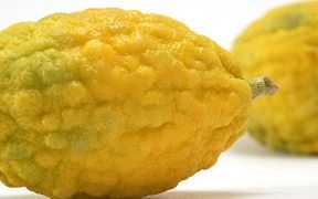 cedro
