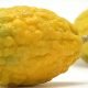 cedro