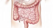 intestino, colon