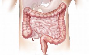 intestino, colon