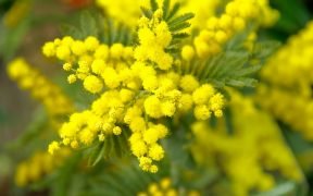 festa della donna, mimosa