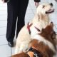 Martini dog therapy