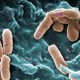 Pseudomonas aeruginosa