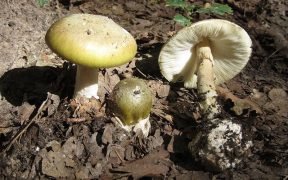 Amanita Phalloides
