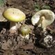 Amanita Phalloides