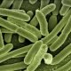 escherichia coli